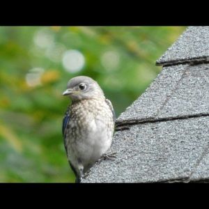 Meet your Posher, Lynne